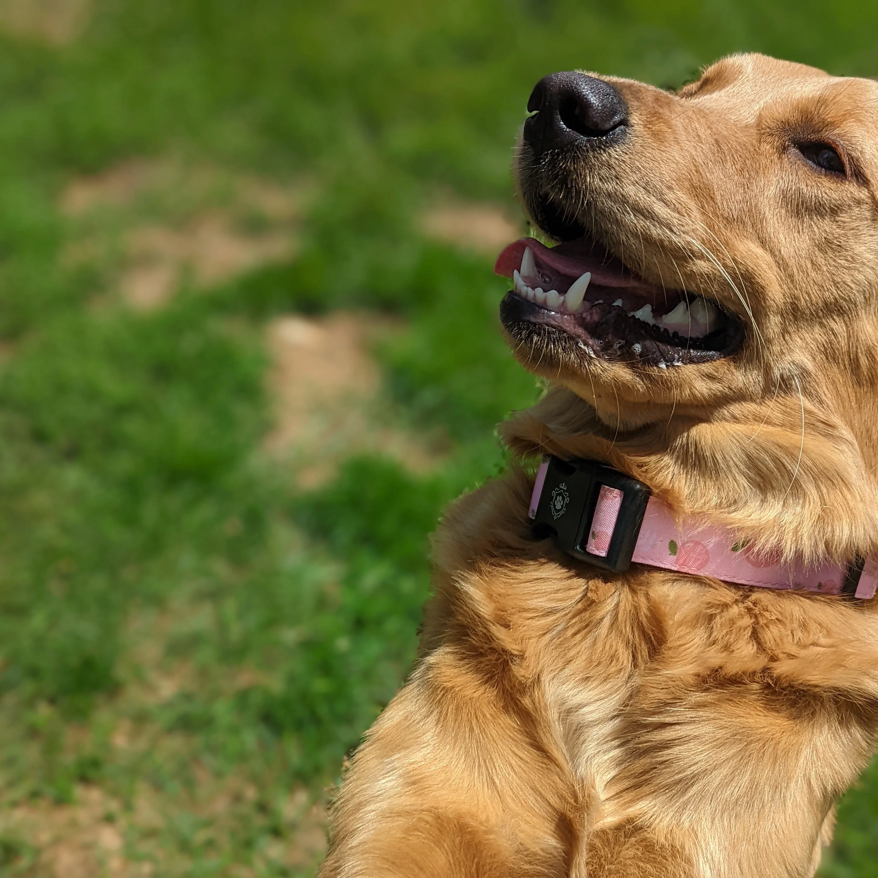 Peach Collar