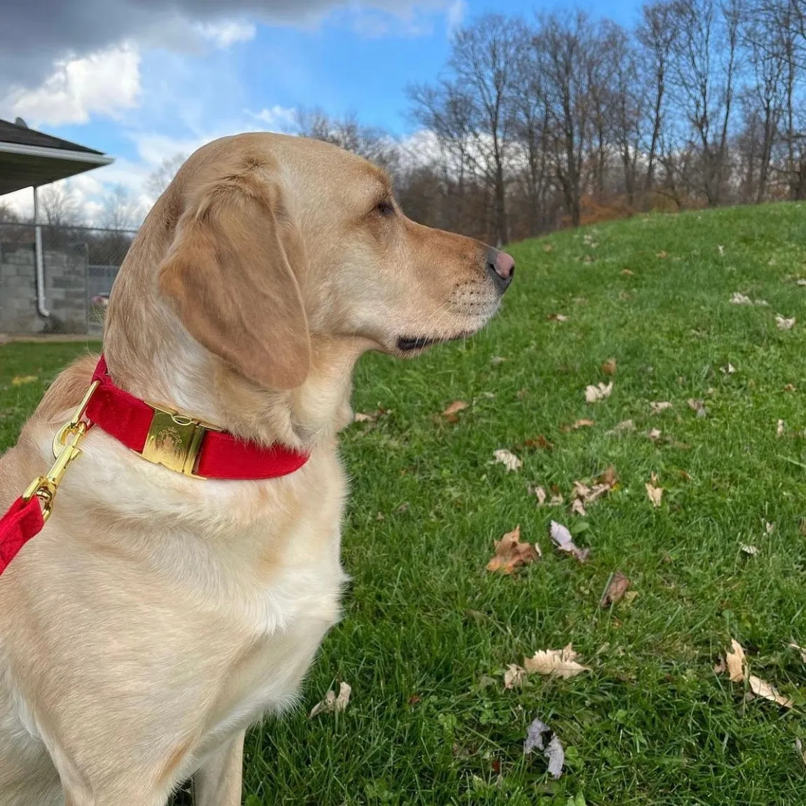 Royal Satin Collar